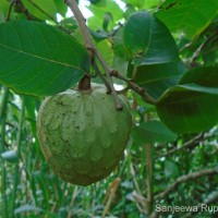 Annona reticulata L.